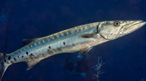 Click to View Great Barracuda<br><span style='font-size:12px'><i>iNaturalist</i></span>